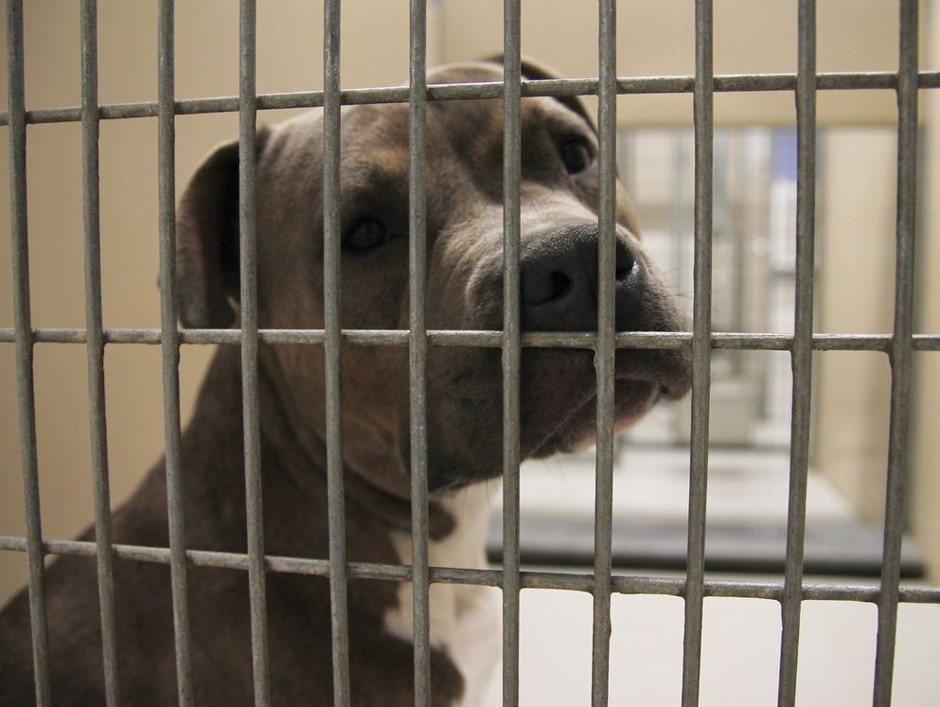 Notice a lot of pit bulls in local shelters? Here's why
