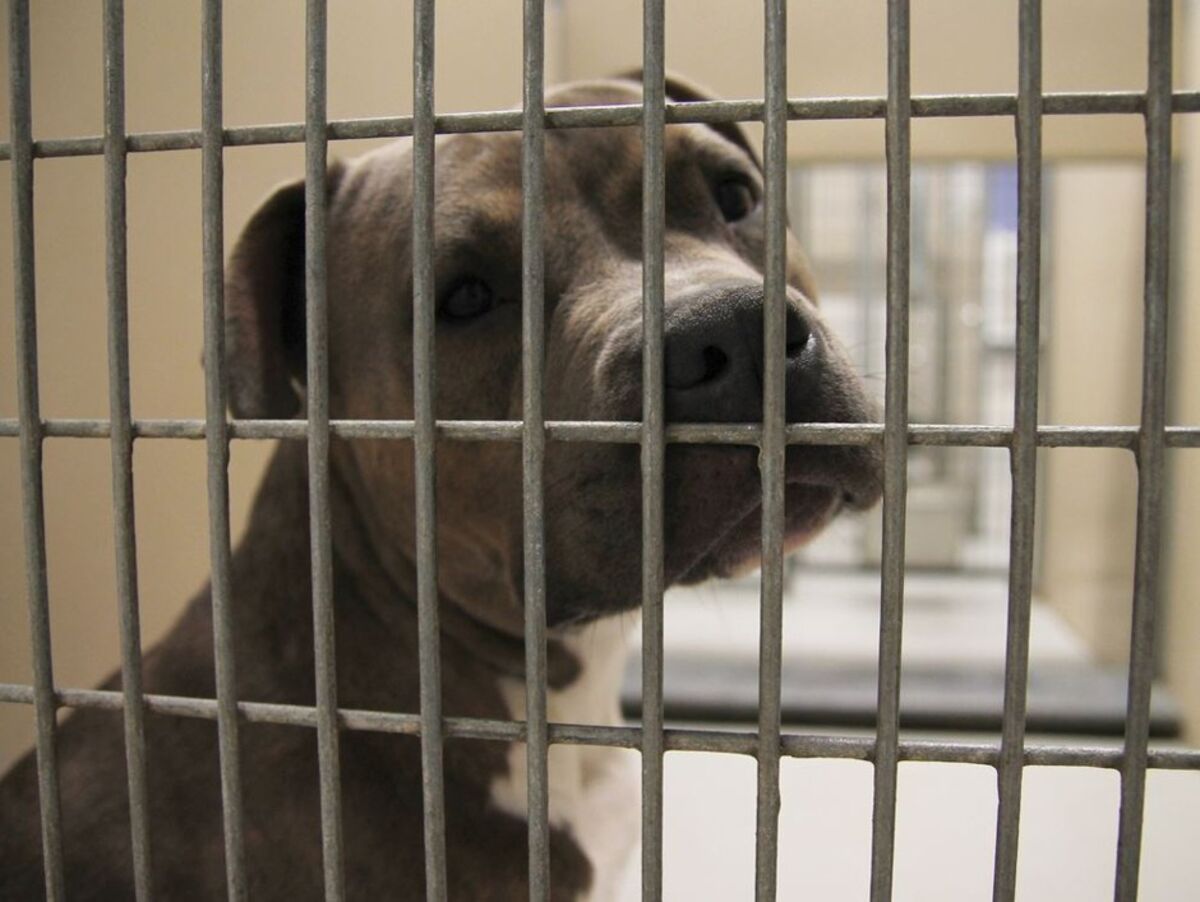 In Animal Shelters, Dogs Labeled 'Pit Bulls' Spend 3 Times Longer -  Bloomberg