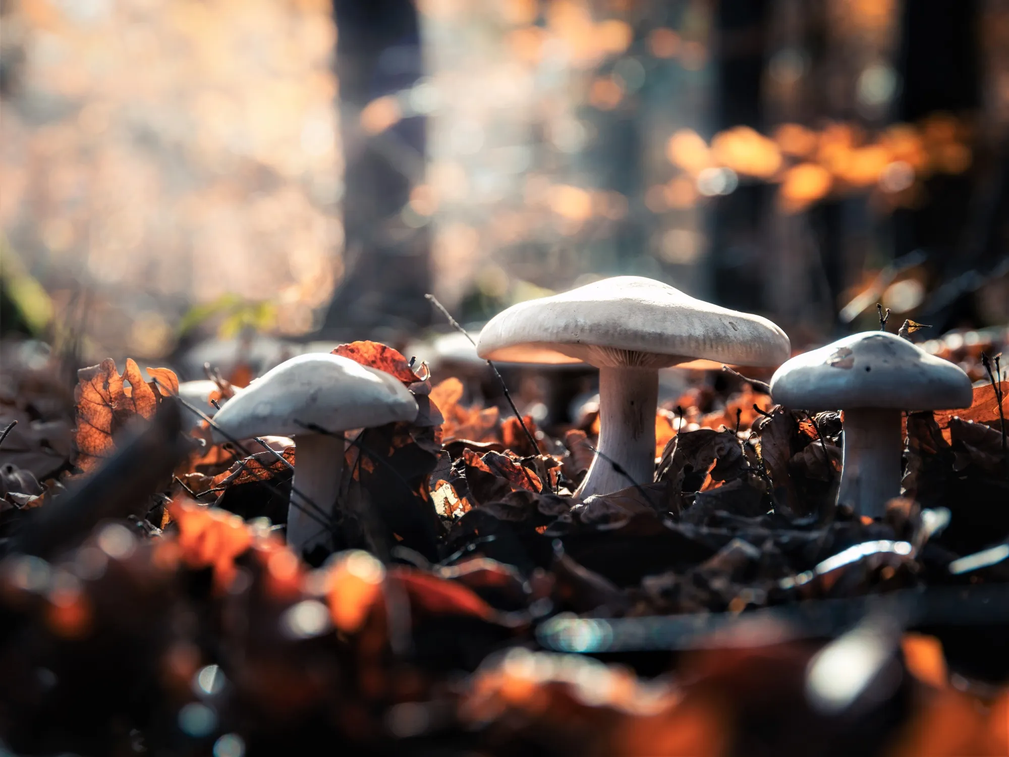 These “ecosystem engineers” can help clean our atmosphere.