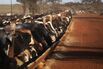 Amazon Cowboys Maintain Brazilian Cattle Feed Lot