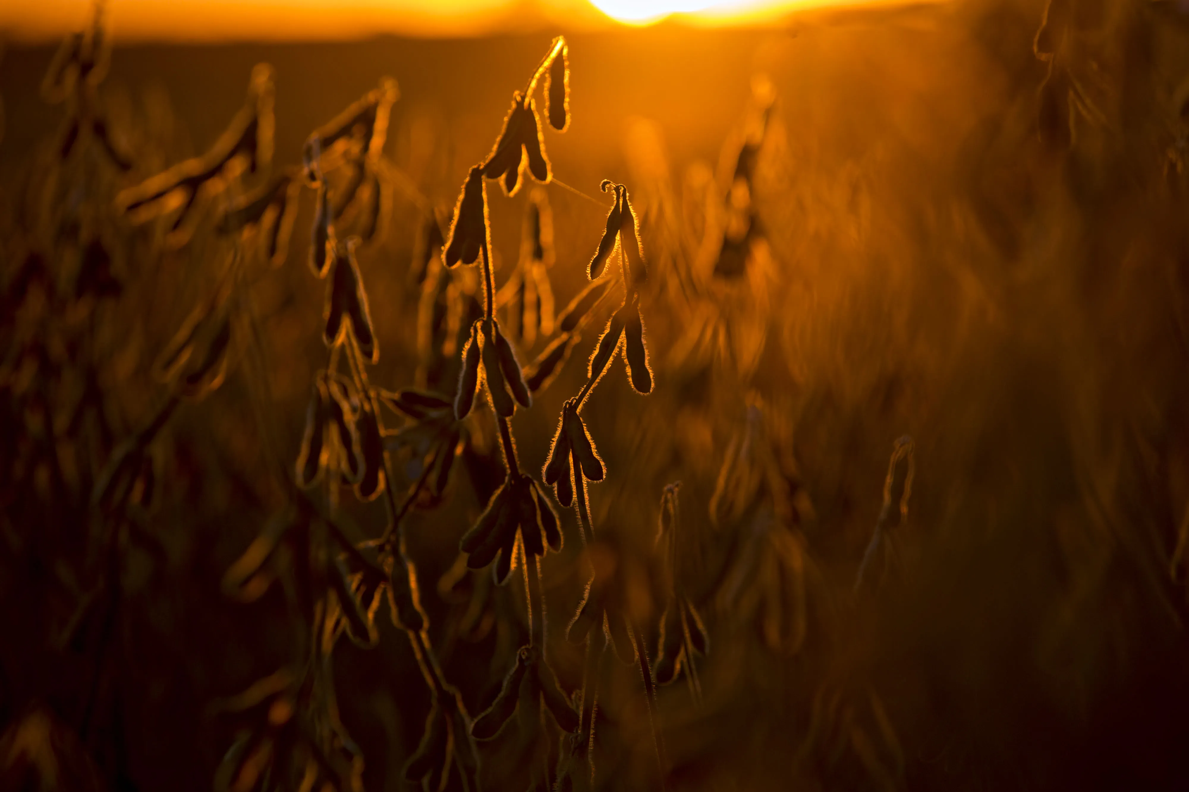Soybeans stand in a field at dusk in Buda, Illinois.