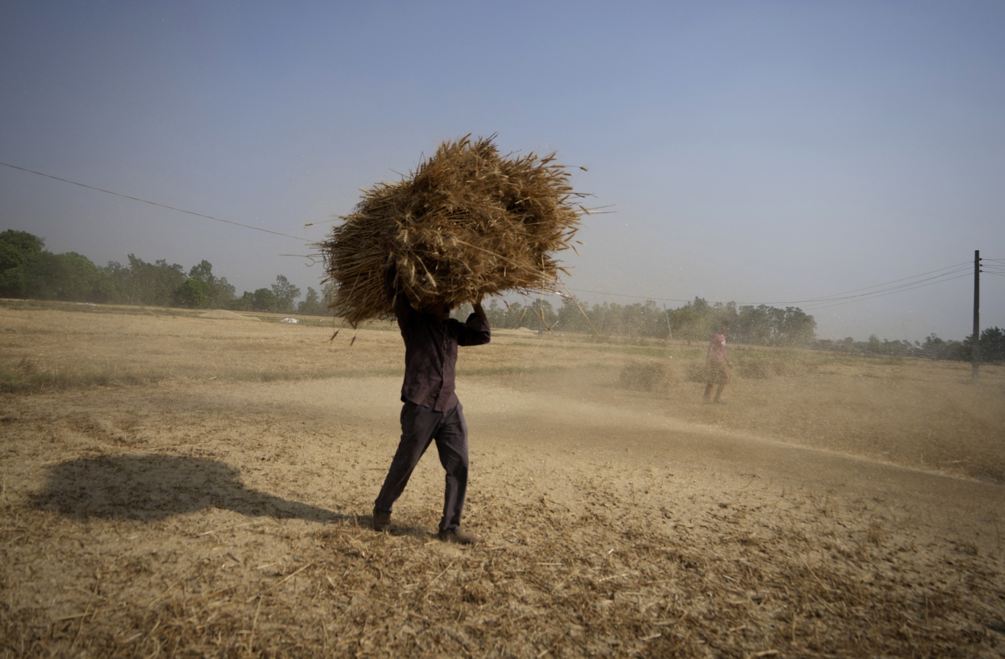 An Indian farmer carries wheat crop on the outskirts of Jammu.&nbsp;