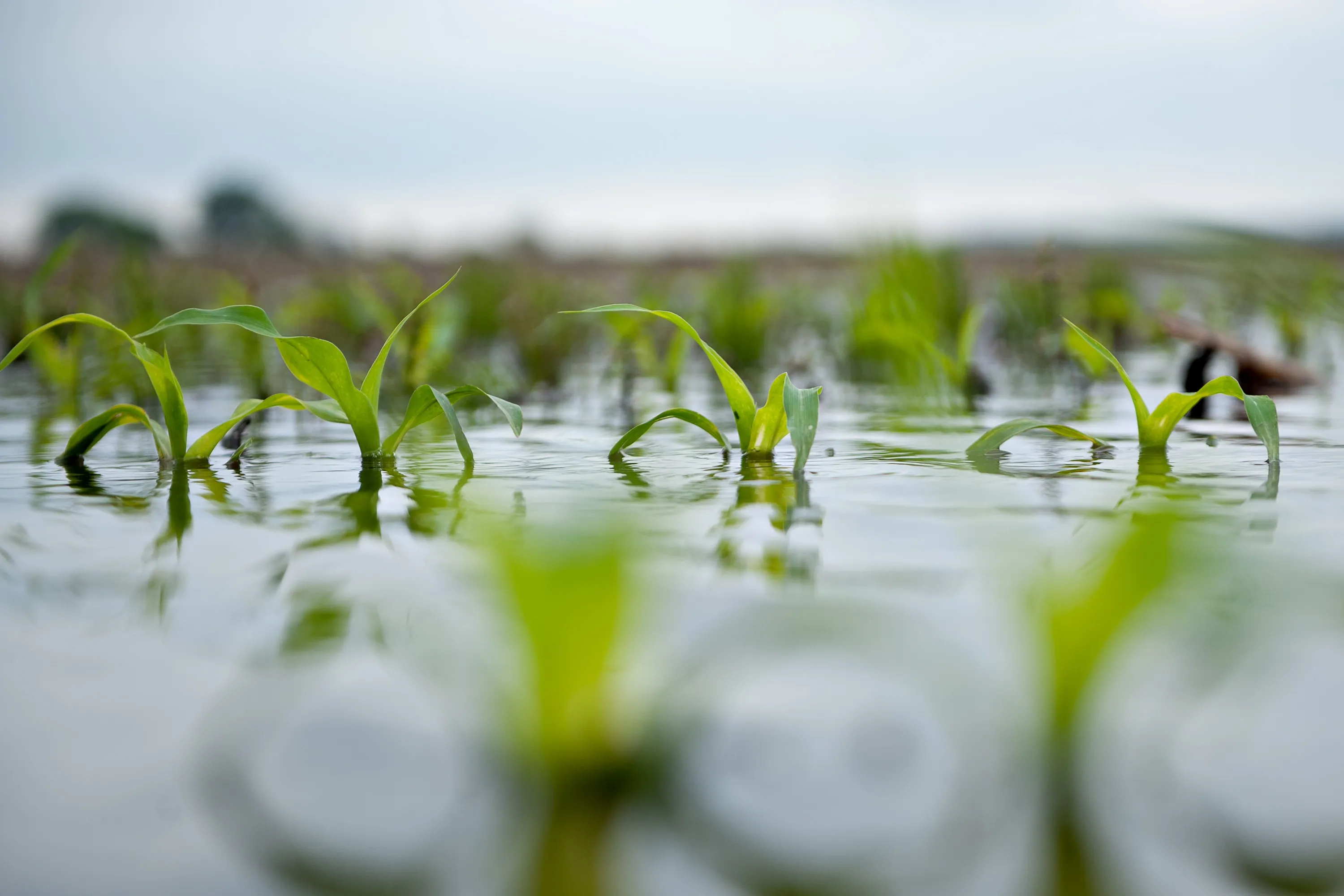 Drown on the farm.
