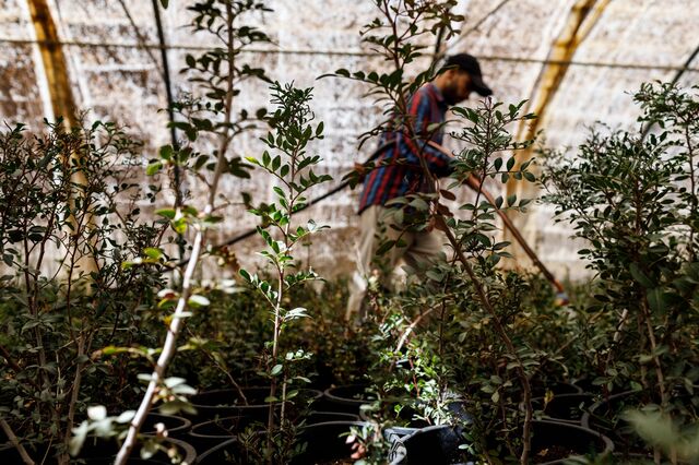 A workers cares for extremely rare plant species like the Mastic tree, with only 50 wild trees remaining in Jordan