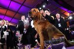 Trumpet, the bloodhound, sits in the winners circle after winning Best in Show at the annual Westminster Kennel Club dog show in Tarrytown, New York, on June 21.&nbsp;
