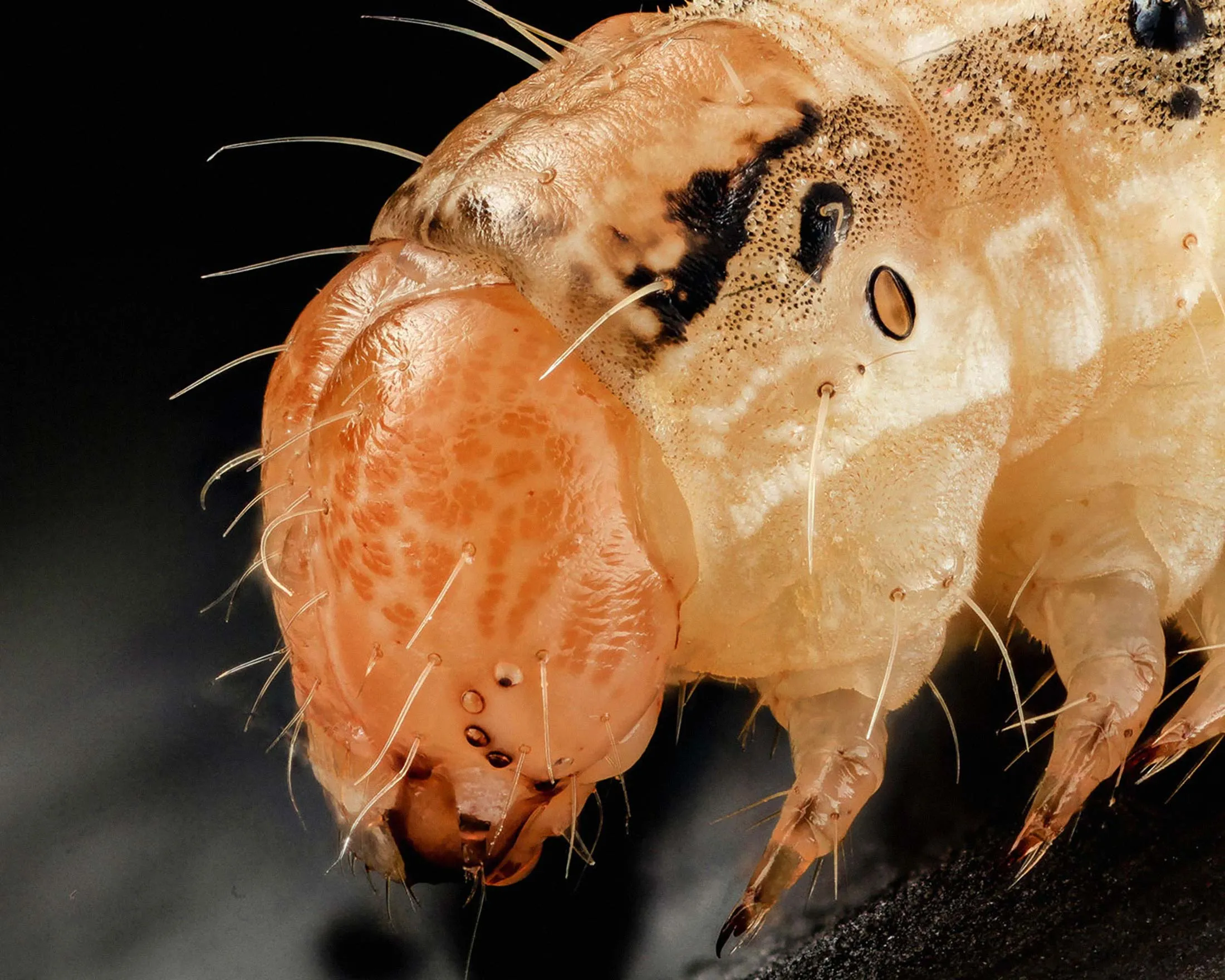 Lab-grown viruses have become many farmers’ weapons of choice against earworms.