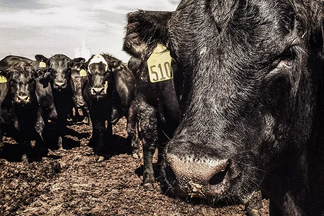 Brazilian Meatpacker JBS Wrangles the U.S. Beef Industry