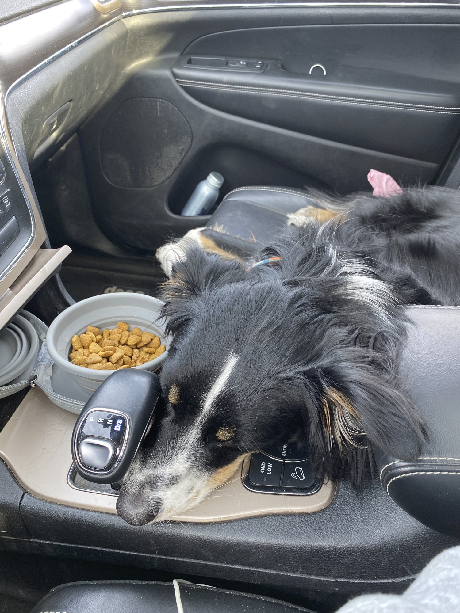 How to Road Trip With Your Dog 7 Tips to Make Both Your Lives Easier