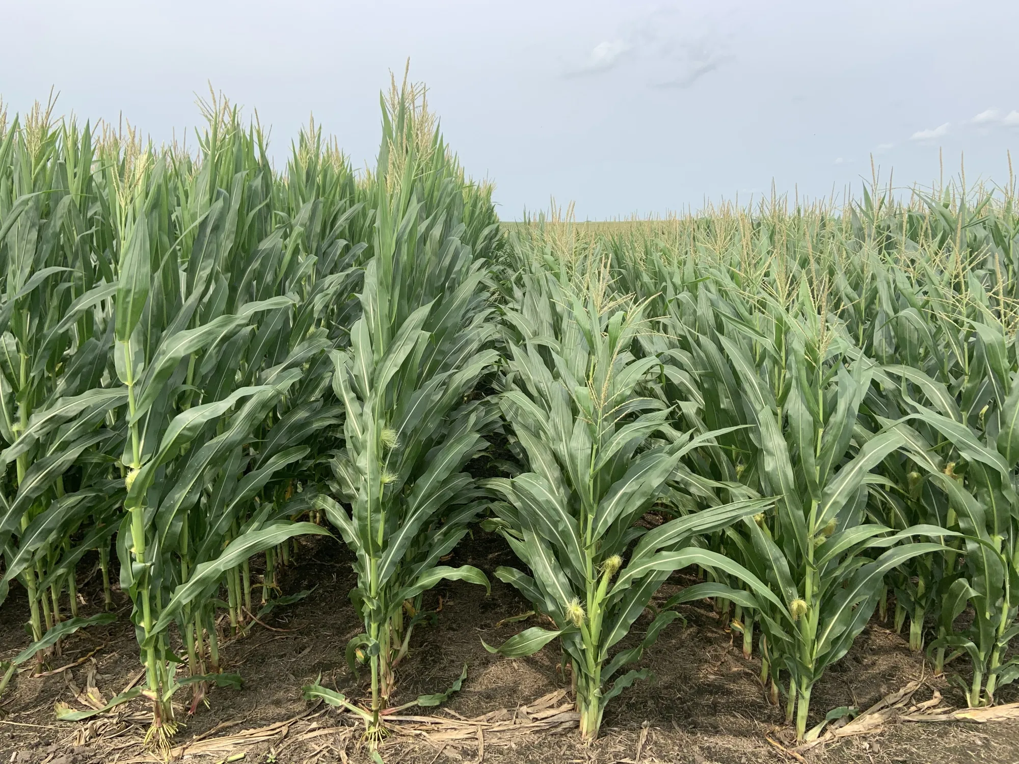 Bayer's new shorter-stature corn plants.