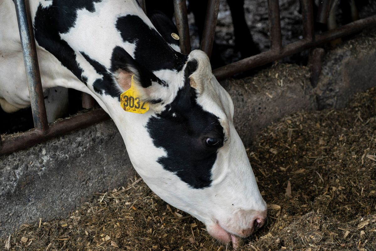 Quebec Is Open to Movement on Dairy Quotas That Cheesed Off Trump