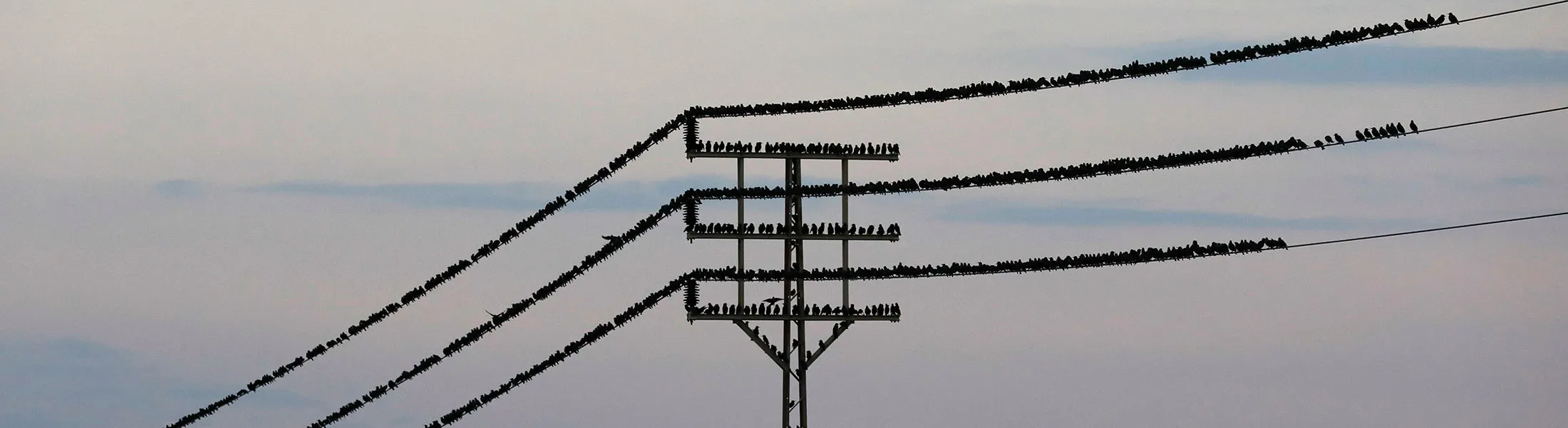 ISRAEL-ANIMALS-BIRDS