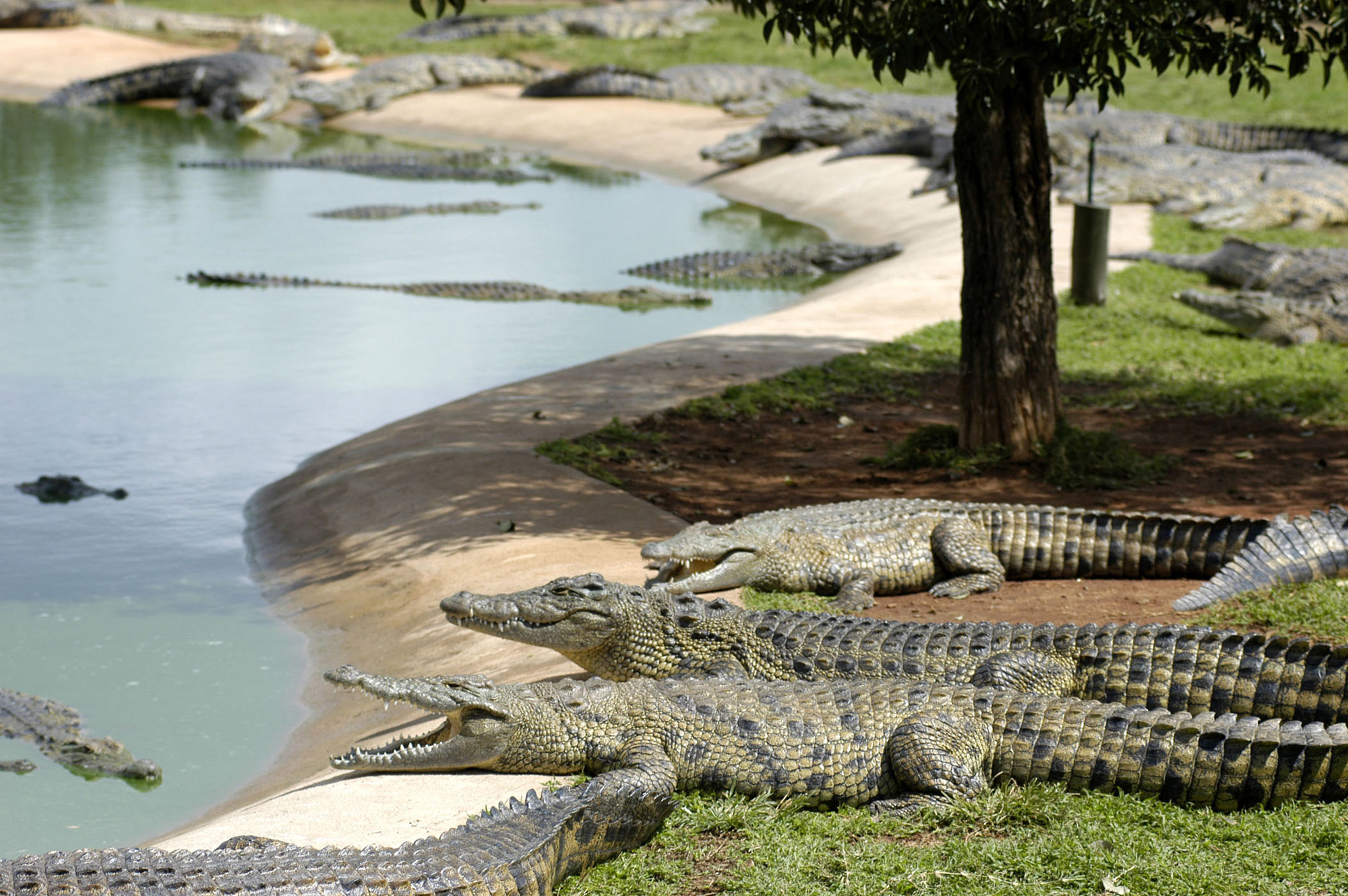 Crocodiles sun themselves at Inyoni Crocodile Farm, 100km north west of Johannesburg, South Africa, Tuesday, March 30, 2005. Photographer: Naashon Zalk/Bloomberg News