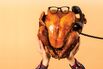 Talking Turkey at the Butterball Hot Line