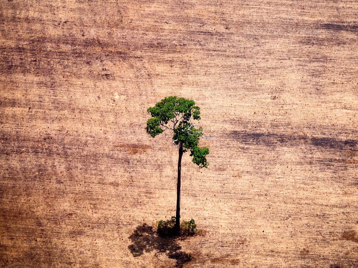 Минусы вырубки лесов