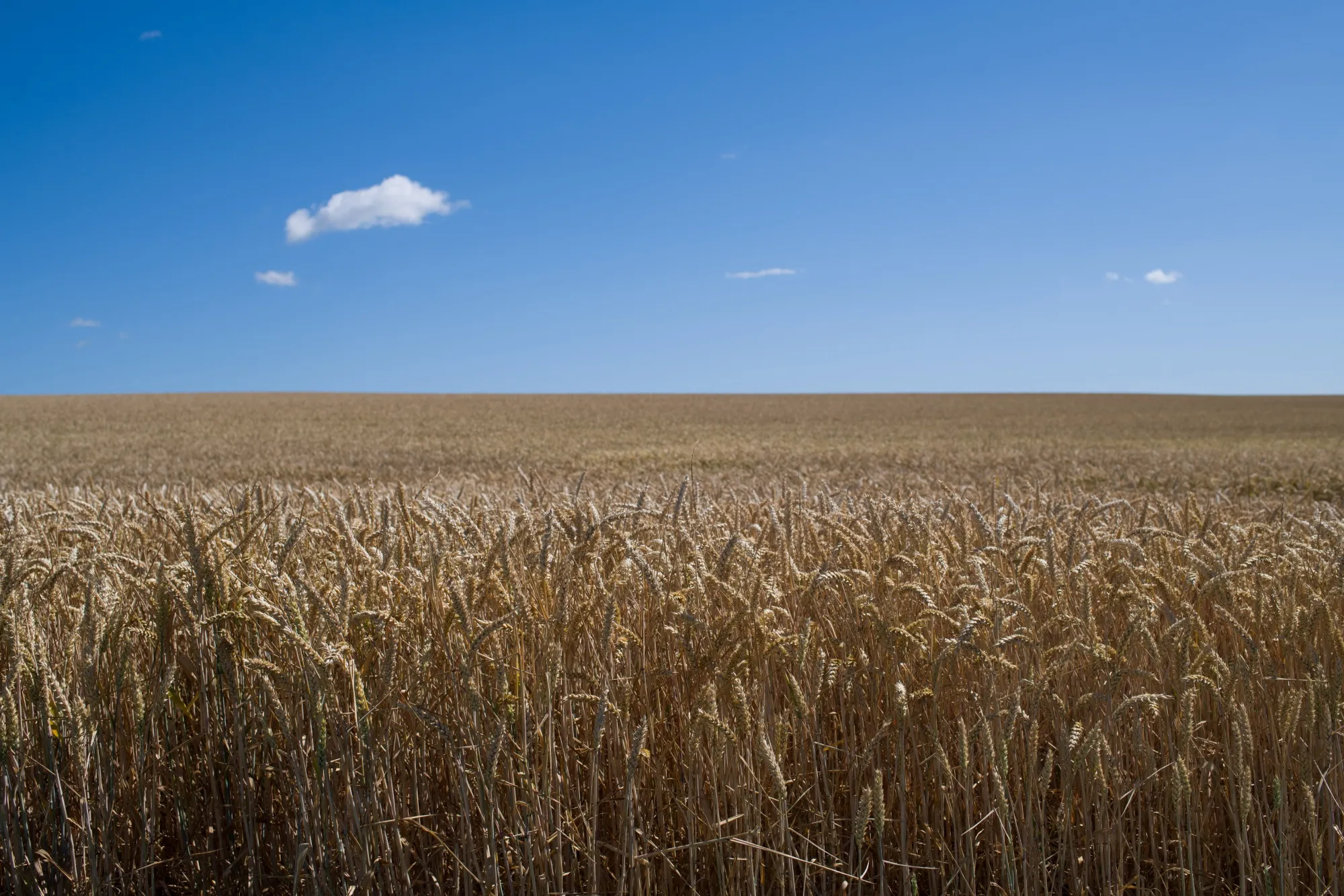 Fields of wheat ahead of harvesting in Ailly-sur-Noye, France, on&nbsp;June 28.