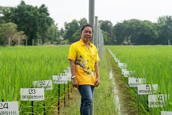 Thailand Bets on a New Rice Grain to Feed the World