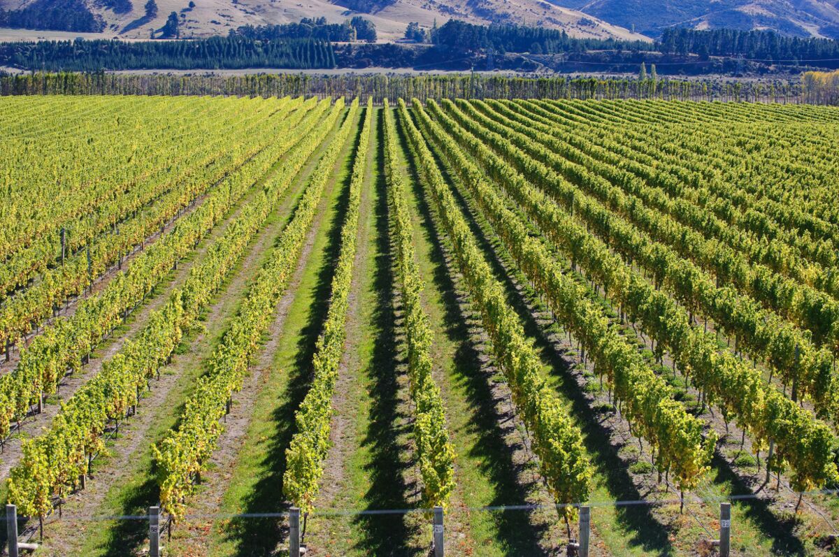 New Zealand Winegrowers Brace for Tough Year as US Tariffs Bite