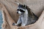 Raccoons are incredible climbers, and their instinct is usually to climb up instead of down.