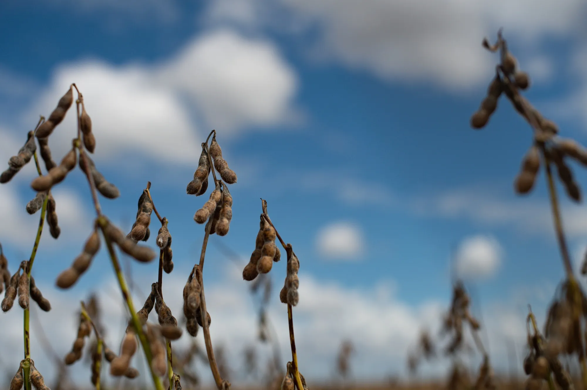 Soybeans on a farm near Brasilia, Brazil.&nbsp;