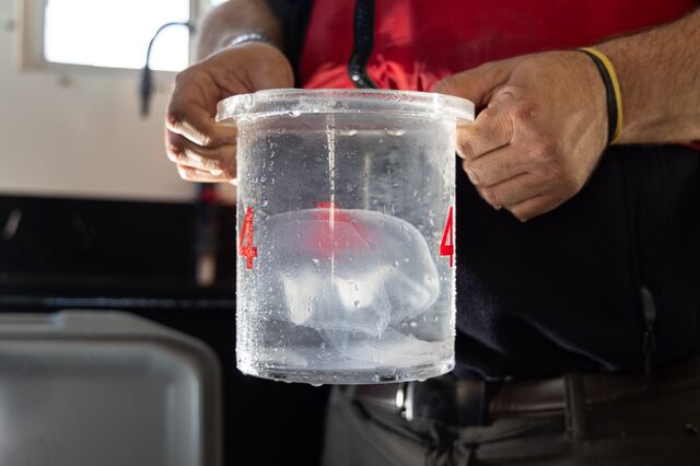 Tommy Knowles holds a jellyfish collected from the MiniROV after the expedition.