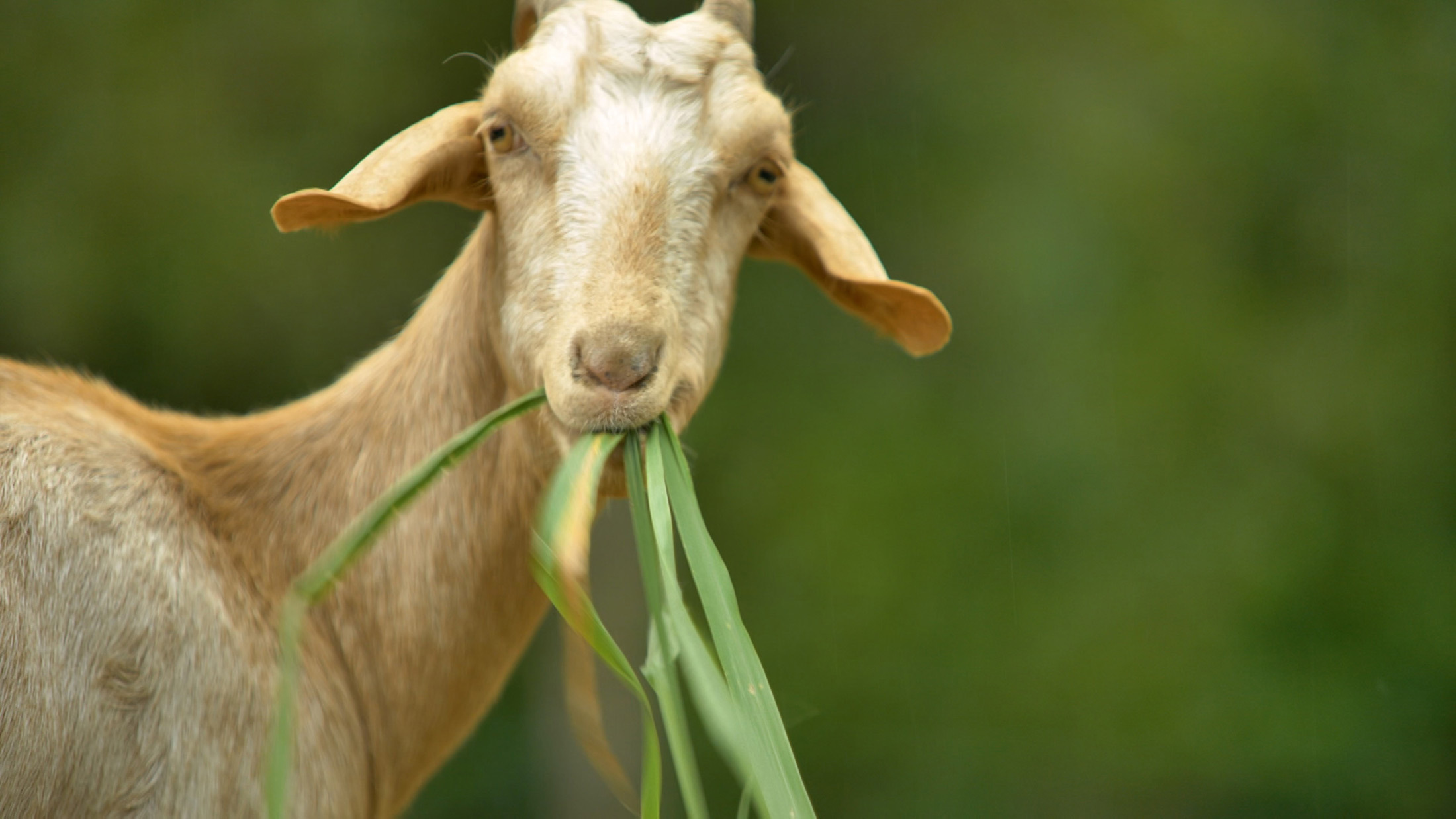 An Upstart Farm Is Selling Jamaica on Goat Milk