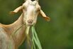 An Upstart Farm Is Selling Jamaica on Goat Milk