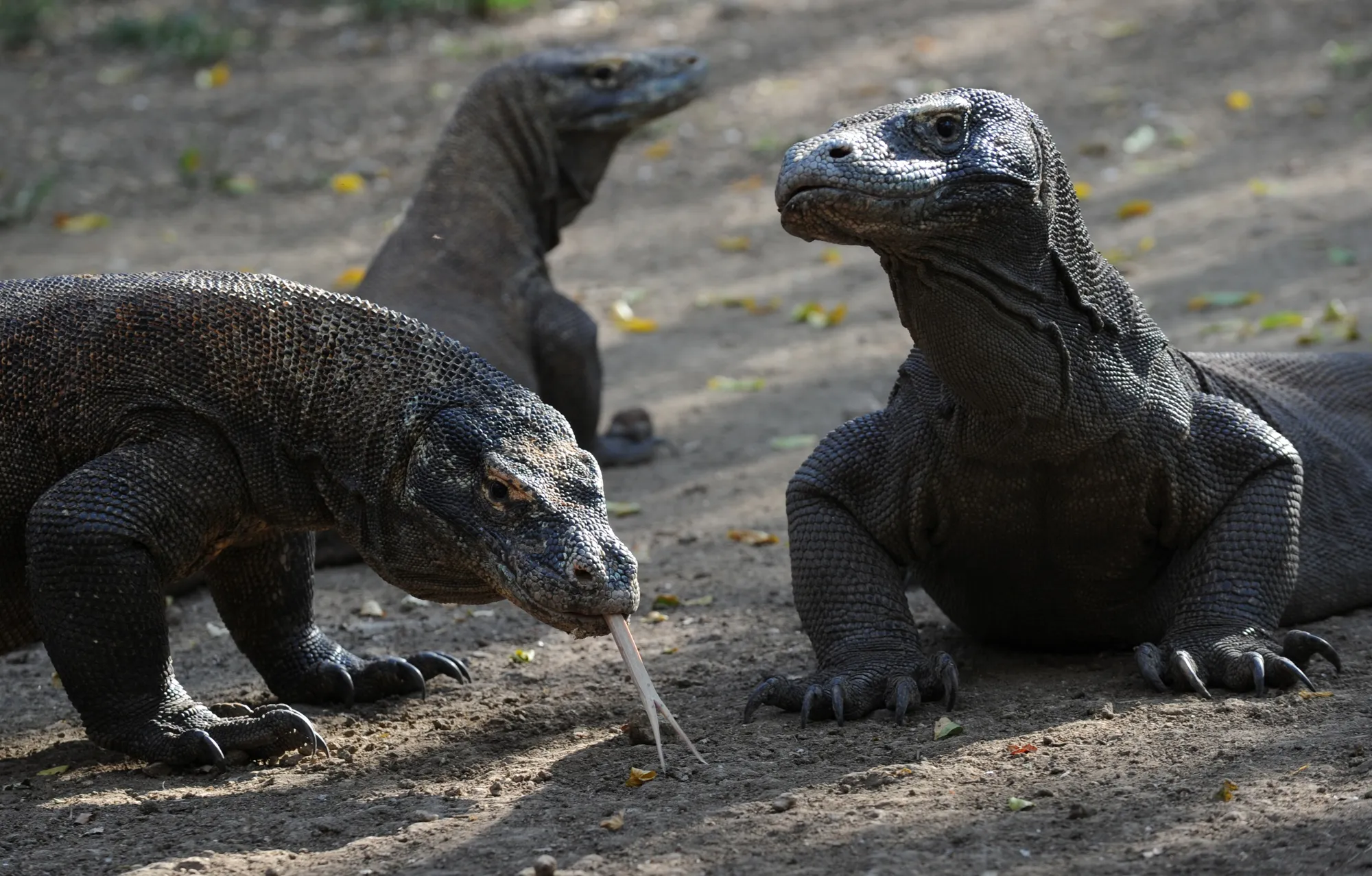 Komodo dragons on Rinca island in East Nusa Tenggara province.