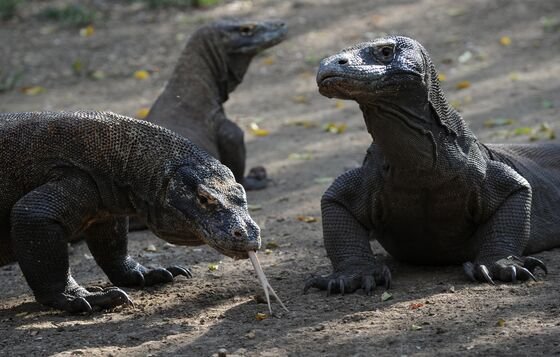 Land of Komodo Dragon Seeks to Profit From China Hog Crisis
