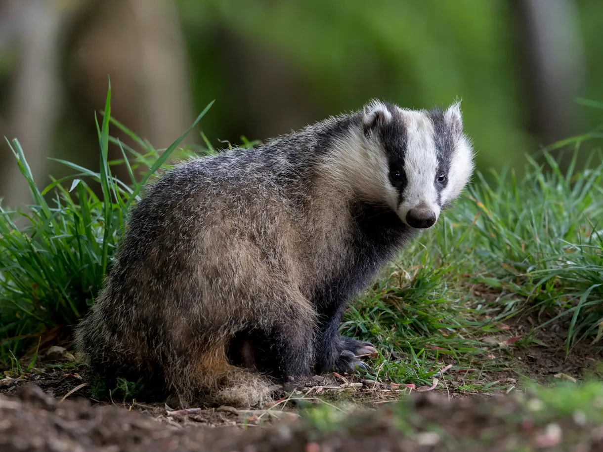 Badger