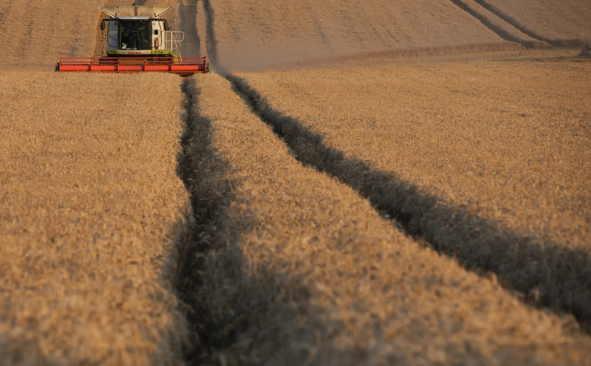 A&nbsp;combine harvester cuts through a field of wheat during a harvest in Rettendon.