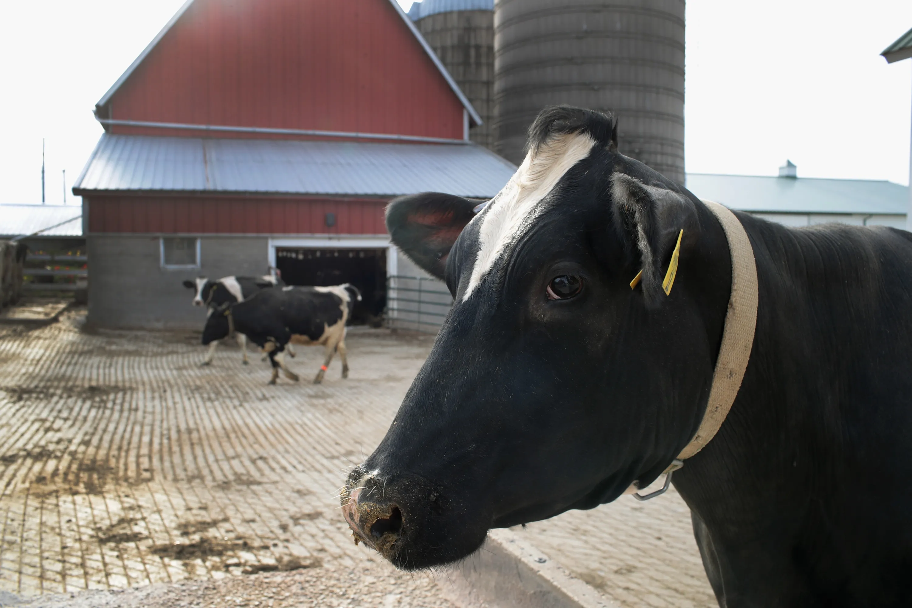 Trump Highlights U.S. Dairy Farmers Hurt By Canadian Tariffs