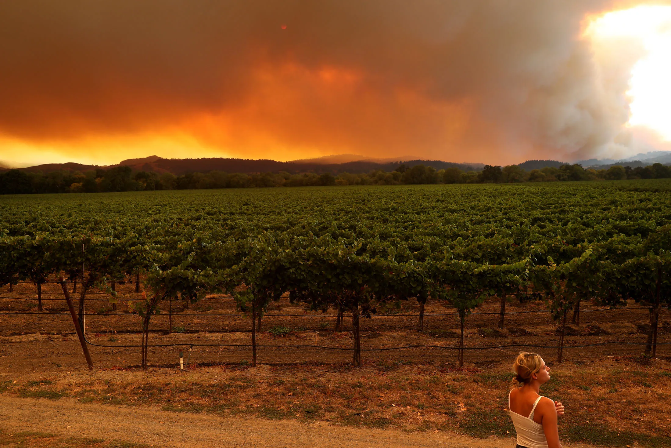 A local resident standing&nbsp;next to a vineyard watches&nbsp;the LNU Lightning Complex fire blaze&nbsp;in the&nbsp;hills on Aug.&nbsp;20 in&nbsp;Healdsburg, Calif. The LNU Lightning Complex fire,&nbsp;spread over five&nbsp;counties,&nbsp;has burned more than 130,000 acres.&nbsp;