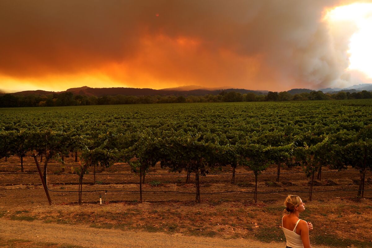 California’s Wildfires Came at the Worst Time for Wine Industry Bloomberg