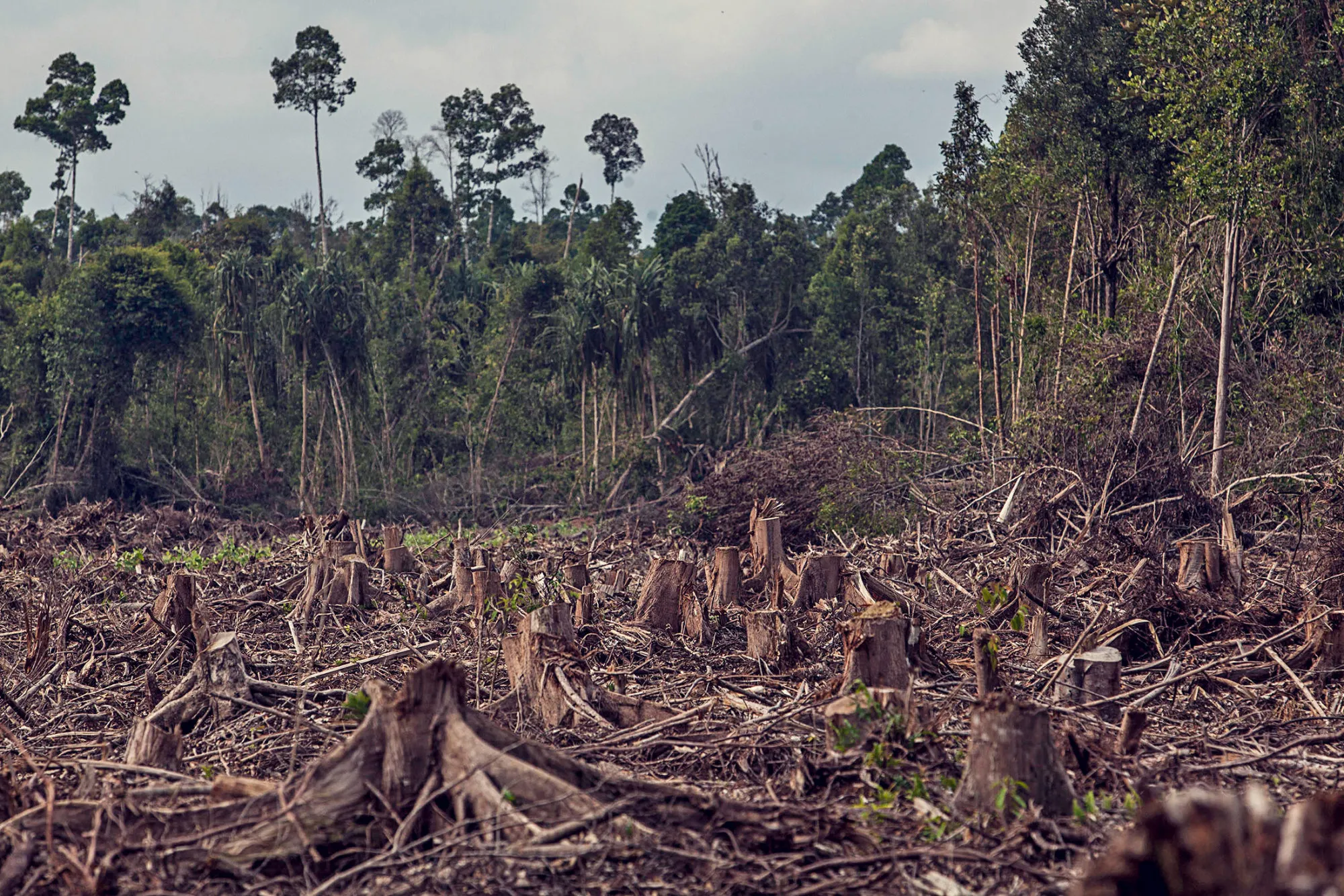 1507012558_DEFORESTATION-ASIA