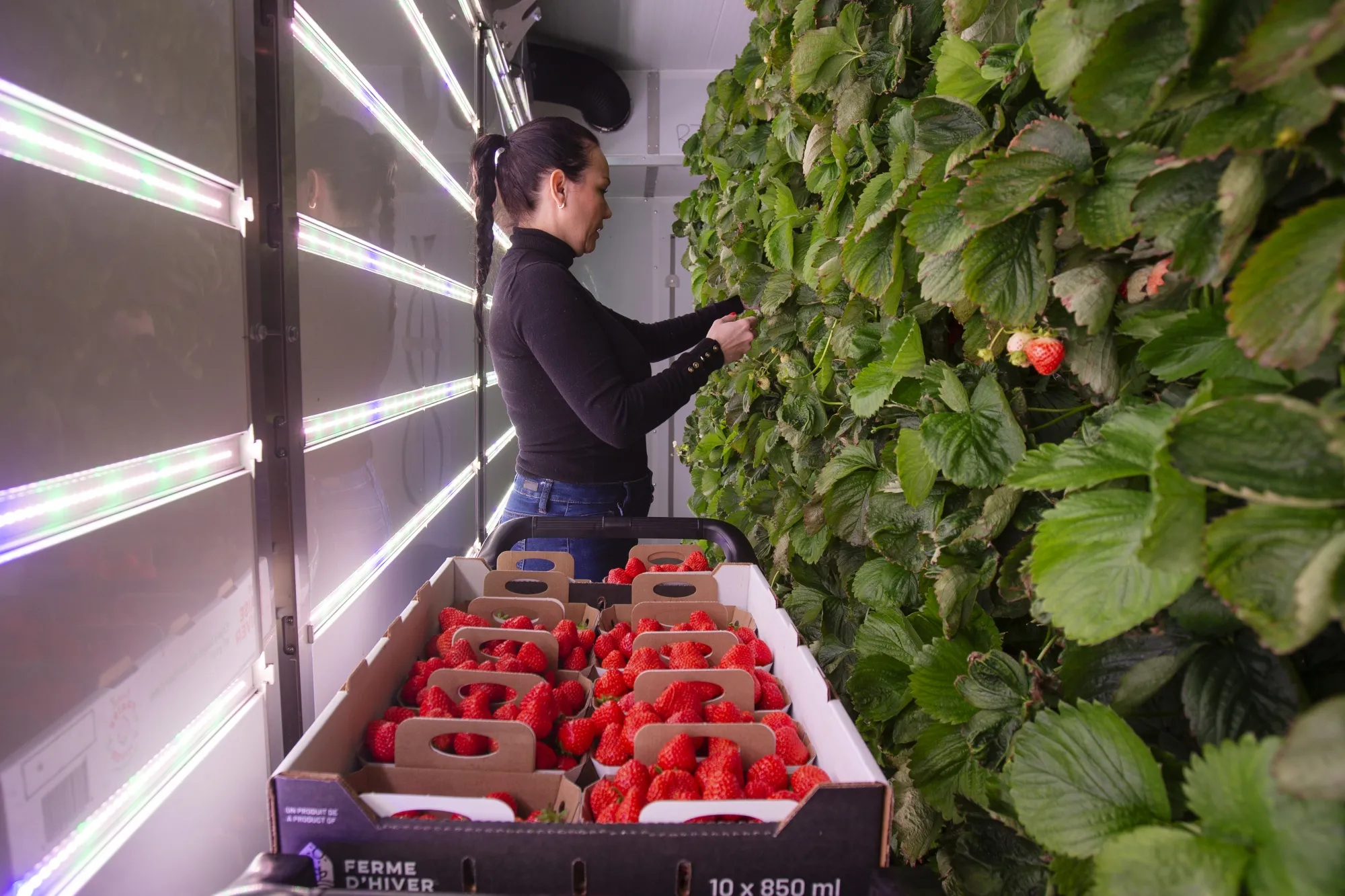 Vertical Farming: Strawberries in the Sky Are the Future of Food - Bloomberg