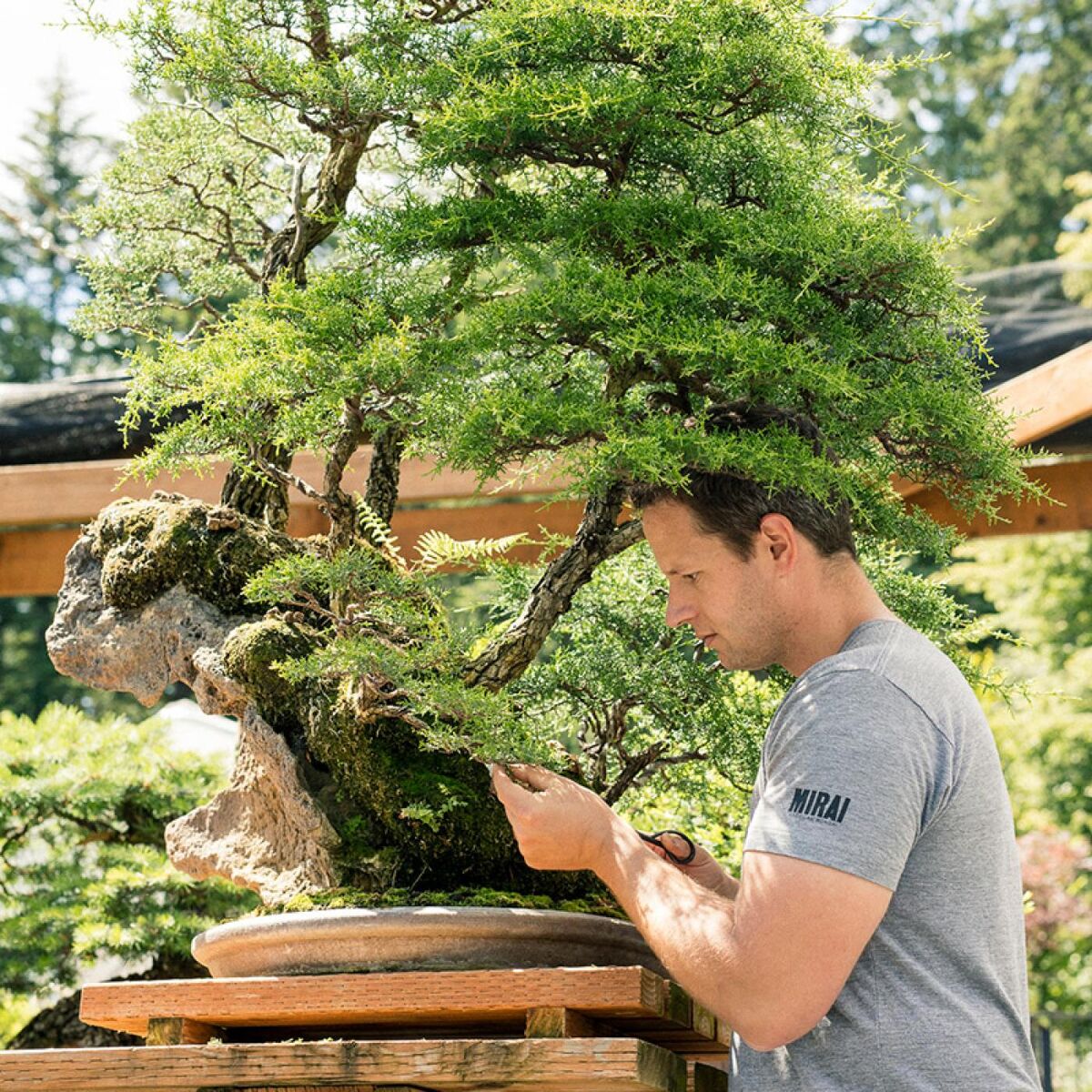Why I'm Binge-Watching Bonsai Murai Tutorials During Covid-19 - Bloomberg