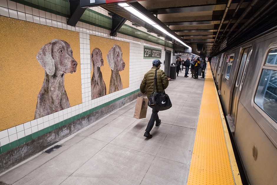 New mosaics based on William Wegman's Weimaraner portraits enliven the 23rd Street (M and F lines) subway station.