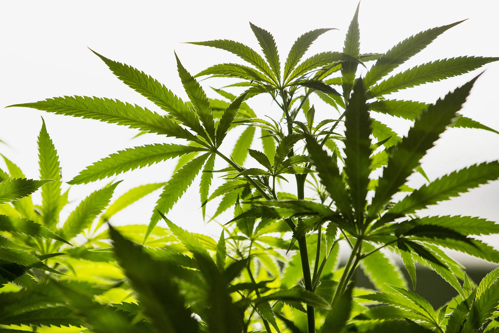 Pot Laced With Pesticides Forces States to Act as EPA Stays Away 