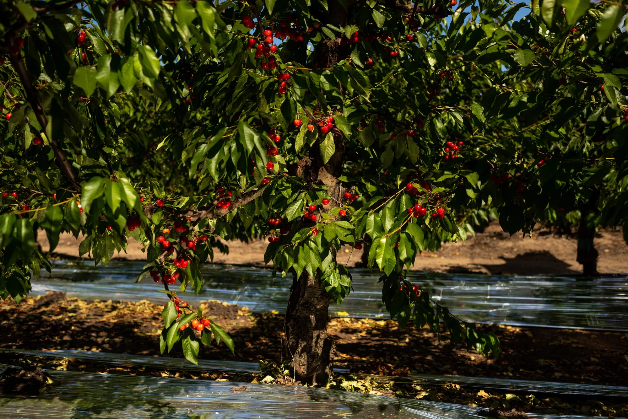 Cherries grow at a farm in Rengo, Chile.