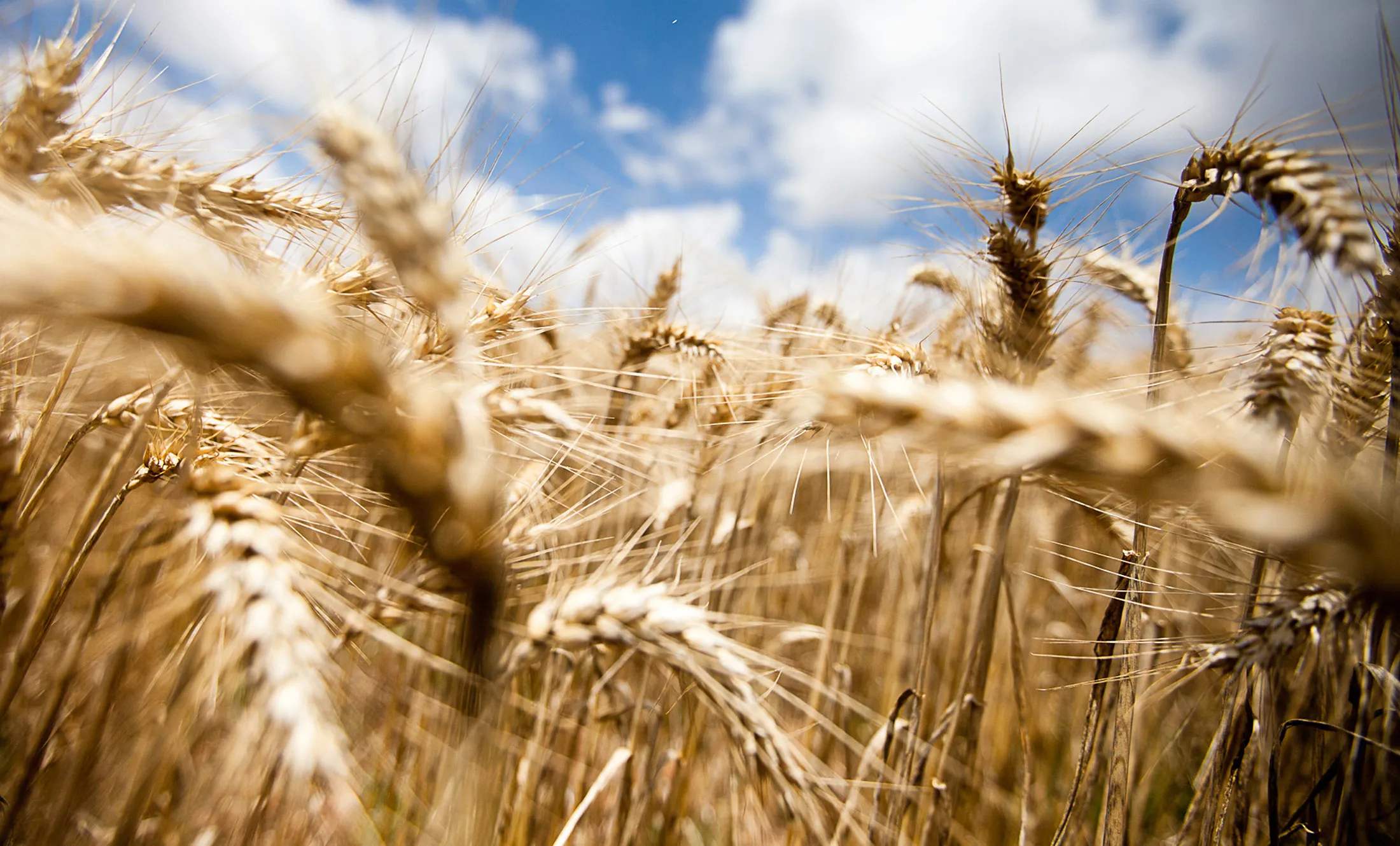 1492685222_Wheat-africa