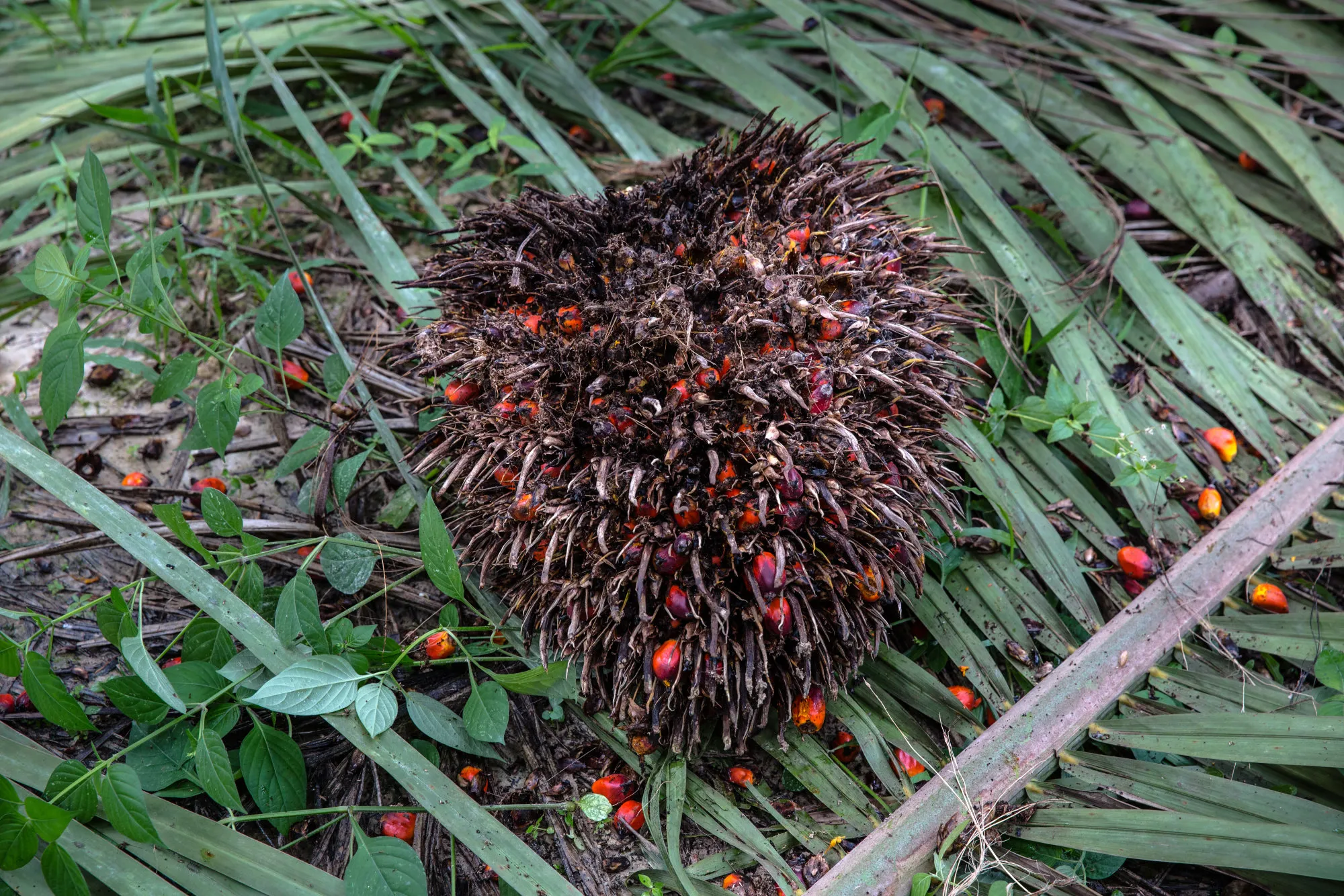 Palm Oil Operations at the United Malacca Bhd. Bukit Senorang Estate