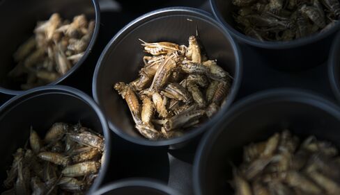 There's 40 of these bugs in every bar.