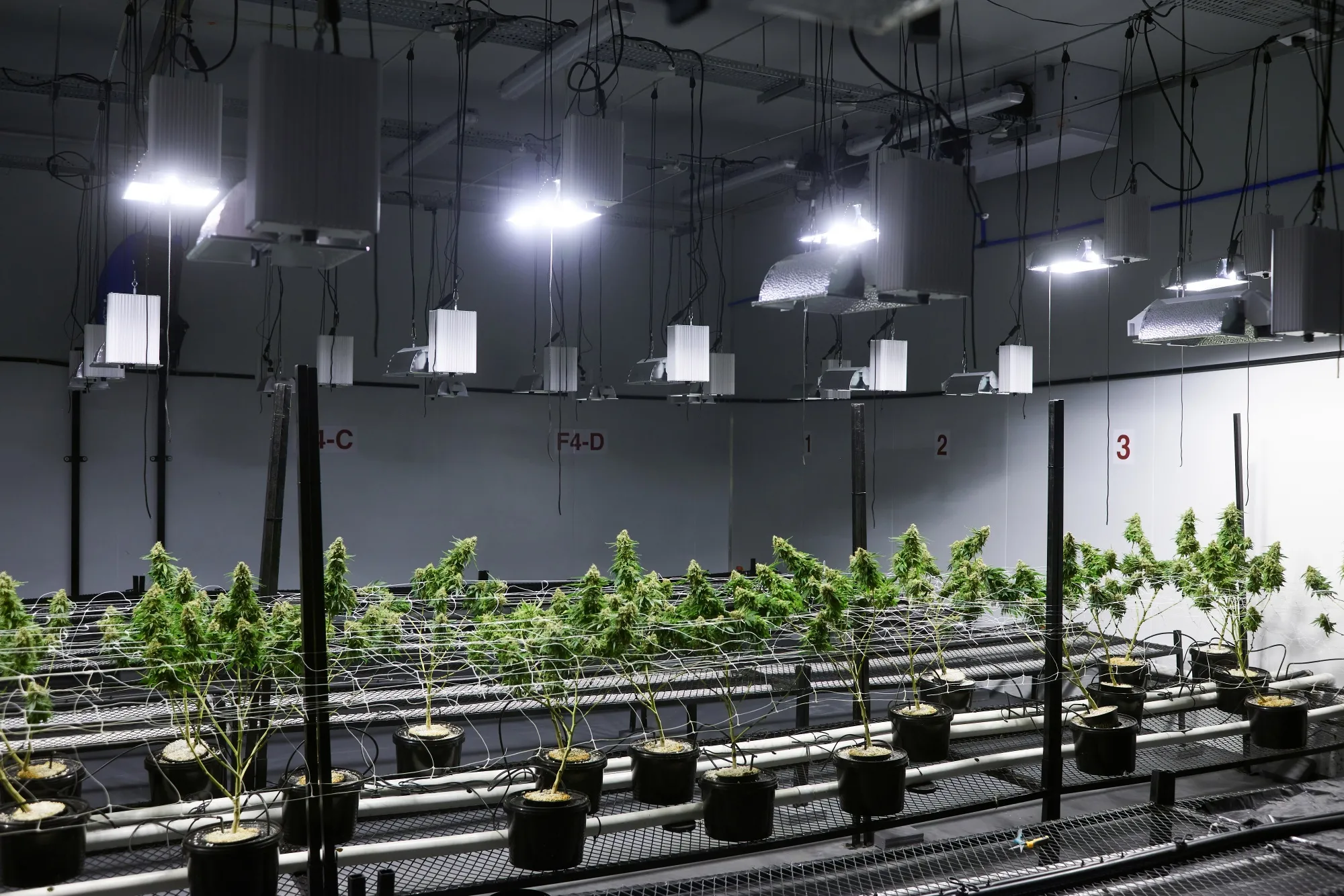 Cannabis plants in the Cylo Cybin Pharmaceutical&nbsp;indoor growing facility.