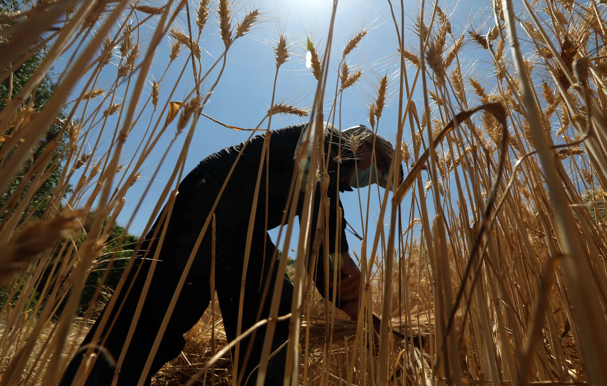 A&nbsp;farmer works in a field as he harvests wheat in Iraq.