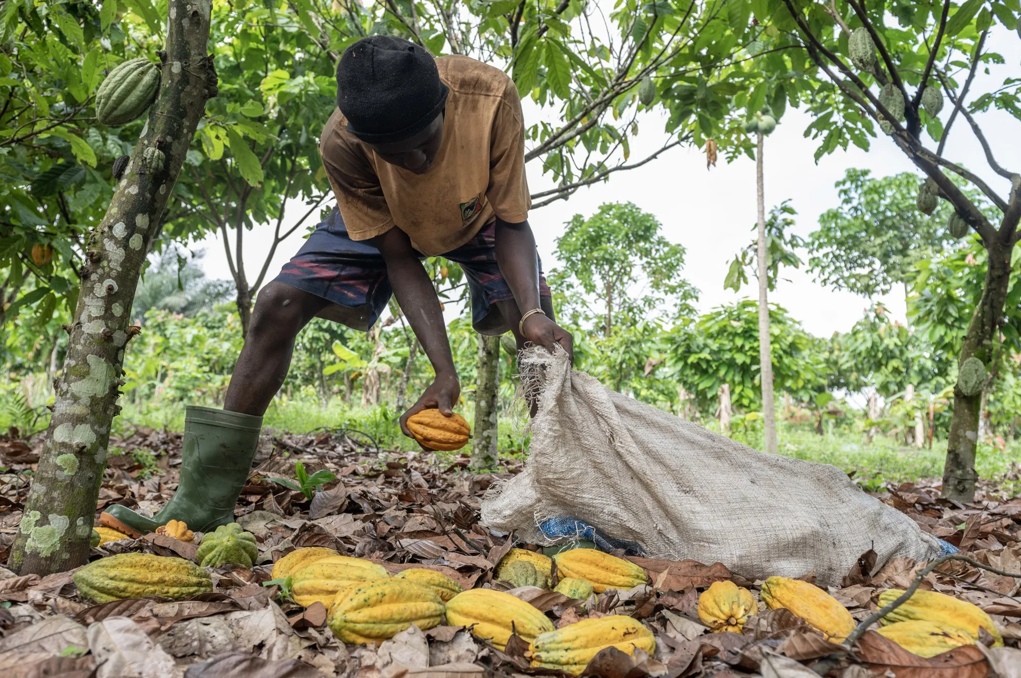 A worker gathers cocoa pods cut from trees in Azaguie, Ivory Coast.