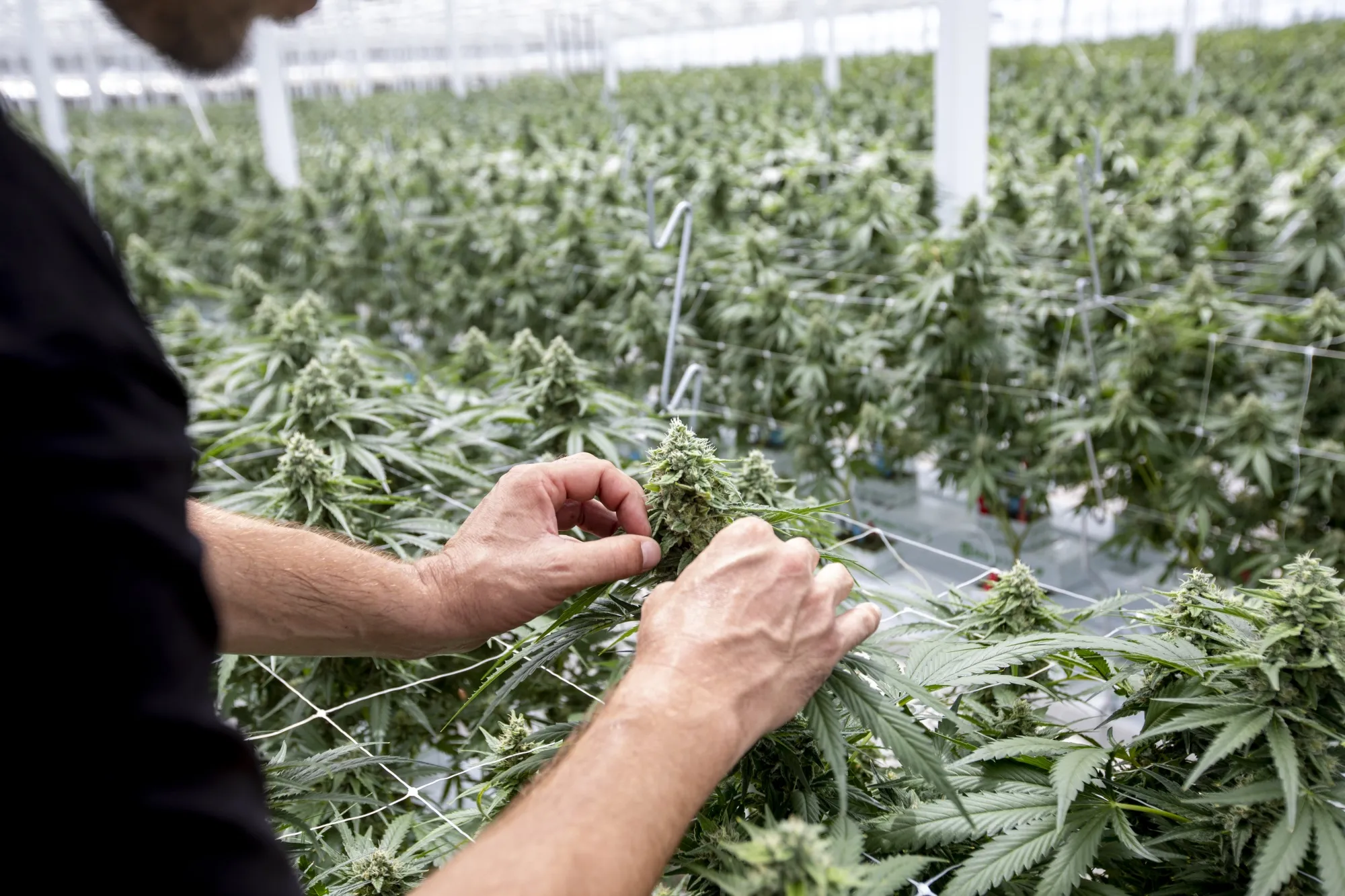A grower inspects a cannabis flower at a greenhouse near Camarillo, California.