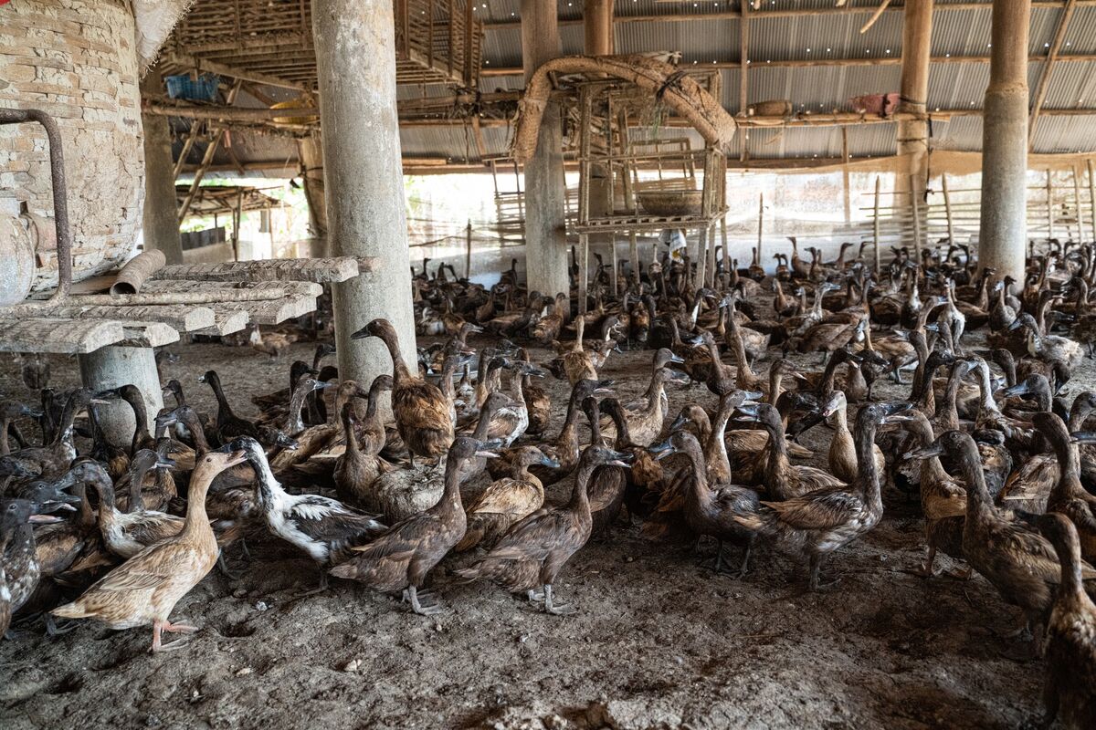 Australia Bird Flu Cases Triple to 74 as Virus Spreads to New States