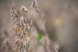 Soy Edges Higher After Trump Says He Will Strike Deal With China 
