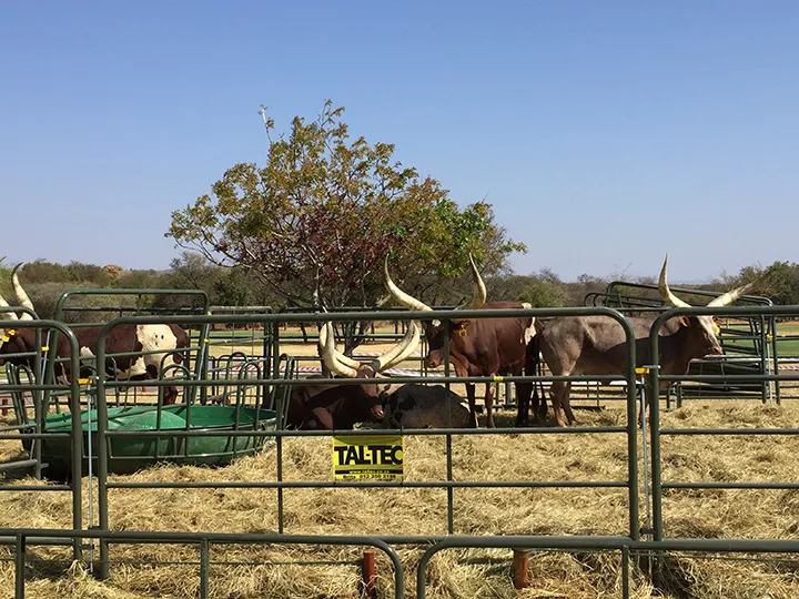 Cyril Ramaphosa’s Ankole long-horn cattle near Bela-Bela in Limpopo province, South Africa, in 2017.