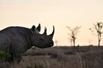 A black rhinoceros 